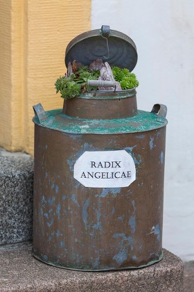 Planted Pot Latin Name Front Pharmacy Editorial Stock Photo - Stock