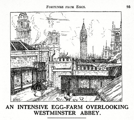 Intensive Egg Farm Overlooking Westminster Abbey Editorial Stock Photo