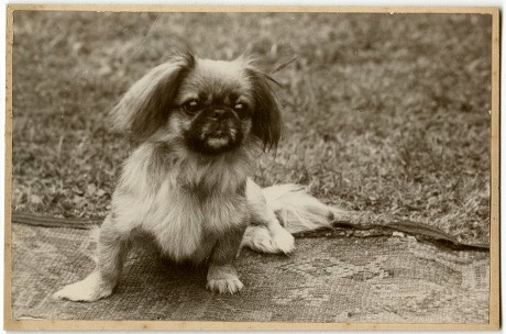 what is the history of peke dogs