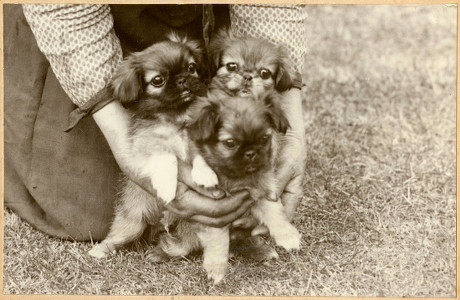 what is the history of peke dogs