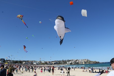 Australias Largest Kite Flying Festival Annual Editorial Stock Photo -  Stock Image | Shutterstock