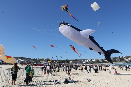 Australias Largest Kite Flying Festival Annual Editorial Stock Photo -  Stock Image | Shutterstock