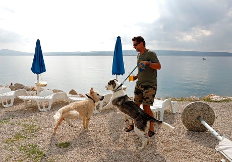 Diabled Dog Monty Dogs Beach Crikvenica Editorial Stock Photo - Stock ...