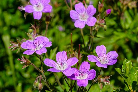 500 Cranesbill Stock Pictures, Editorial Images and Stock Photos ...