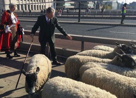 Worshipful Company of Woolmen, Sheep Drive over London Bridge, UK - 30 ...