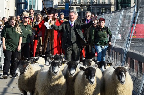 Worshipful Company of Woolmen, Sheep Drive over London Bridge, UK - 30 ...