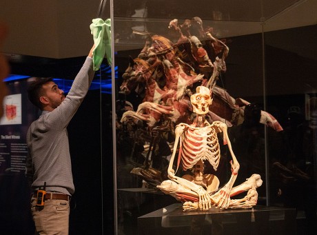 preserved bodies on display