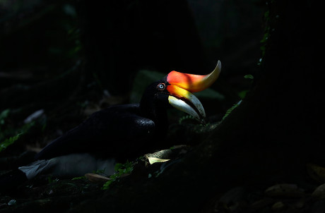 Rhinoceros Hornbill Buceros Rhinoceros One Ten Editorial Stock Photo