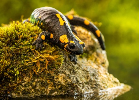 250 Fire salamander Stock Pictures, Editorial Images and Stock Photos ...