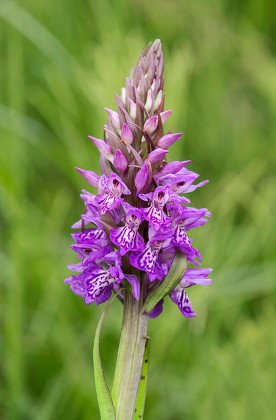 1,000 Orchis Stock Pictures, Editorial Images and Stock Photos ...