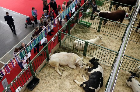 Bulls On Display Stand Exhibition Hall Editorial Stock Photo Stock Image Shutterstock