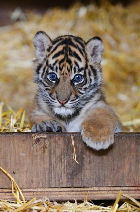 Sumatran Tiger Cub 51017 6 Week Editorial Stock Photo - Stock Image