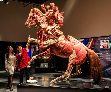 Body Worlds human anatomy exhibition VIP launch, The London Pavilion, Piccadilly Institute, London, UK - 04 Oct 2018
