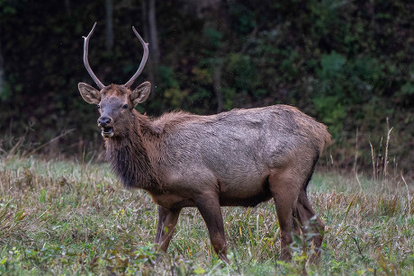 Maggie Valley Nc Us Bull Elk Editorial Stock Photo - Stock Image |  Shutterstock Editorial