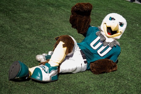 Philadelphia Eagles Mascot Swoop Reacts During Editorial Stock