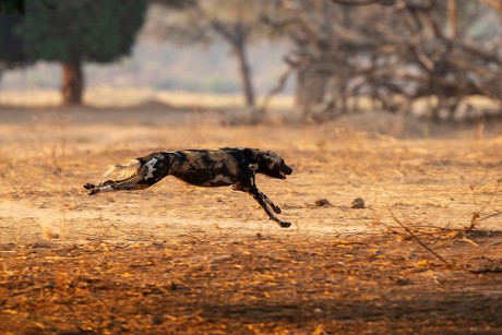 how fast can a african wild dog run