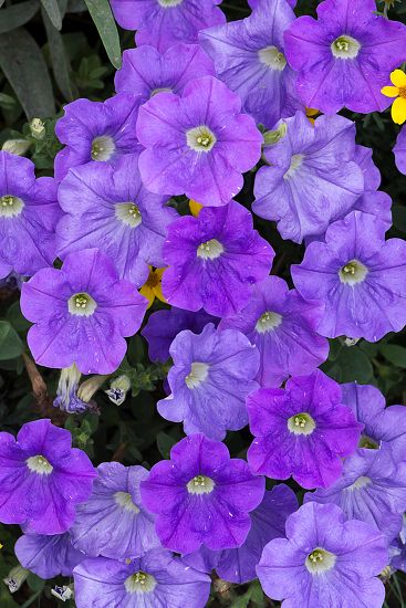 Blue Flowering Petunias Petunia Full Size Editorial Stock Photo - Stock ...