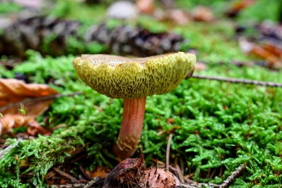 Red Cracking Bolete Xerocomellus Chrysenteron Moss Editorial Stock ...