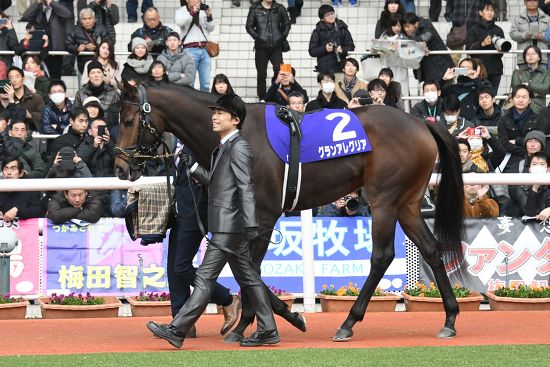 Gran Alegria Horse Racing Gran Alegria Editorial Stock Photo - Stock ...