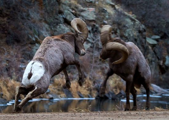 bighorn rams fighting