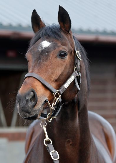 Stallion Native Ruler Doncaster Editorial Stock Photo - Stock Image ...