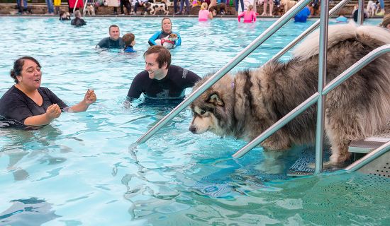 Now 3rd Year Cheltenham Lido Holds Editorial Stock Photo Stock Image Shutterstock