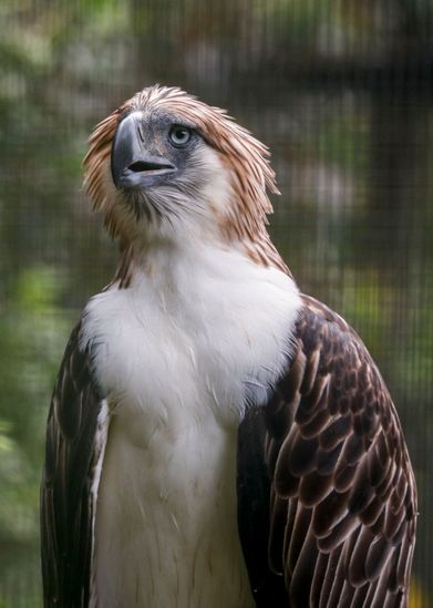 Sambisig Female Philippine Eagle Enclosure Jurong Editorial Stock Photo ...