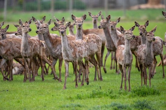 Herd Red Deer Cambridgeshire Fens Near Editorial Stock Photo - Stock 