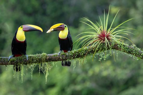 Toucan Feeds Young Piece Banana While Editorial Stock Photo - Stock ...