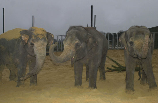 Asian Elephants London Zoo Get Know Editorial Stock Photo - Stock Image