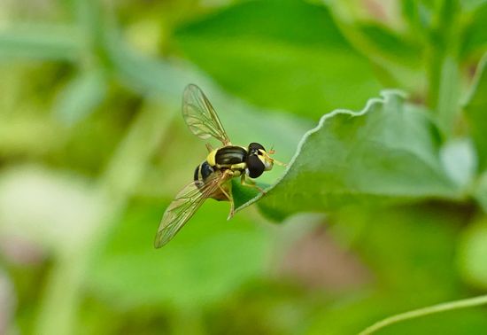 Hover Flies On Leaves Humidity Editorial Stock Photo - Stock Image ...