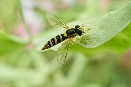 Hover Flies On Leaves Humidity Editorial Stock Photo - Stock Image ...