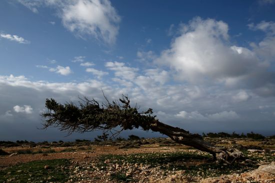0729 Leaning Almost Toppling Tree Stands Editorial Stock Photo - Stock ...