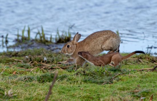 Stoat Chasing Rabbit Stoatally Mad Acrobatic Editorial Stock Photo ...