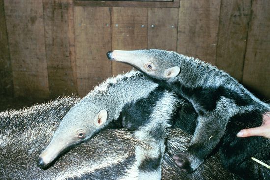 Uk First Birth Giant Anteater Twins Editorial Stock Photo - Stock Image ...