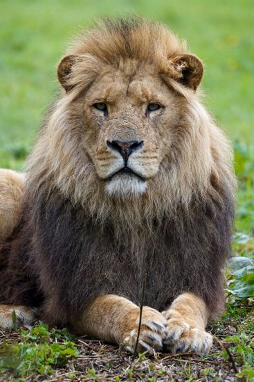 One Calebs Pictures Harry Lion Longleat Editorial Stock Photo - Stock ...