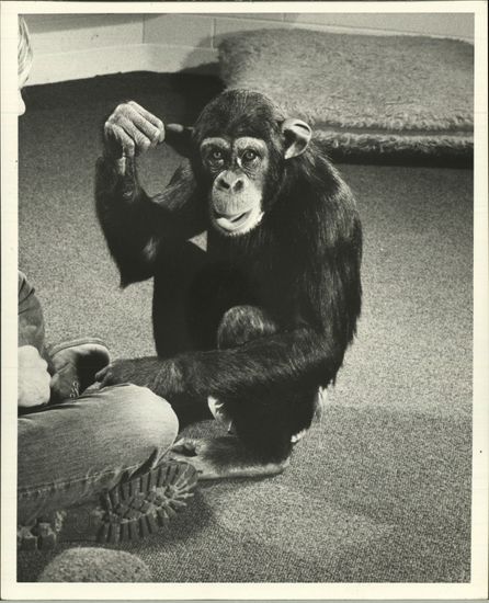 Portrait Lucy Chimpanzee Oklahomas Primate Colony Editorial Stock Photo ...