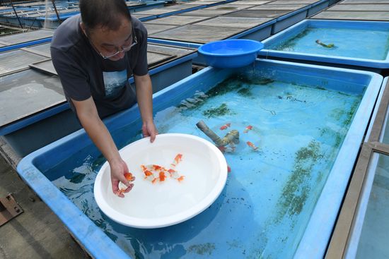 Picture of Gao Feng Checks Health Condition Goldfish Editorial Stock Photo - Stock ...