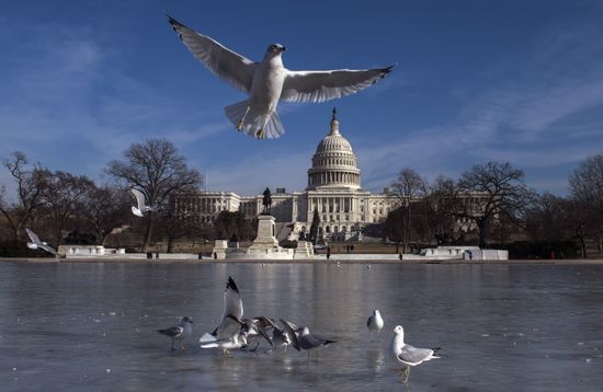 Birds Fly Over Frozen Reflecting Pool Editorial Stock Photo - Stock ...
