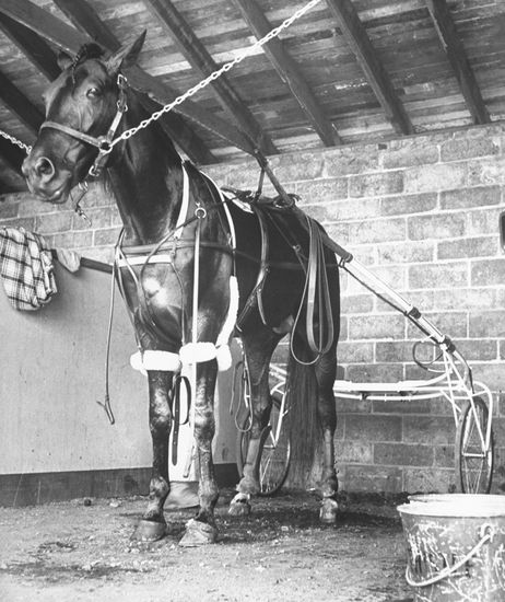Horse Used Harness Racing Roosevelt Raceway Editorial Stock Photo ...