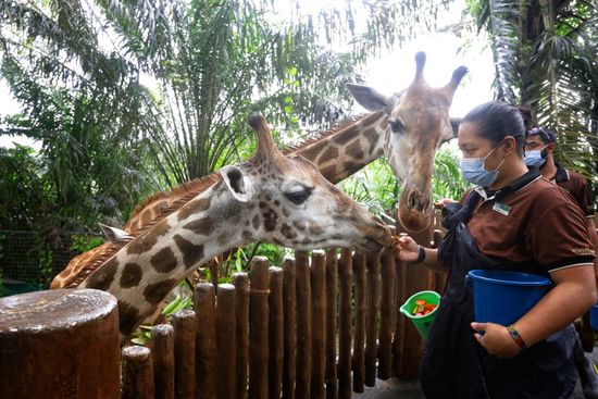 Zookeeper Wearing Protective Mask Feeds Young Editorial Stock Photo ...