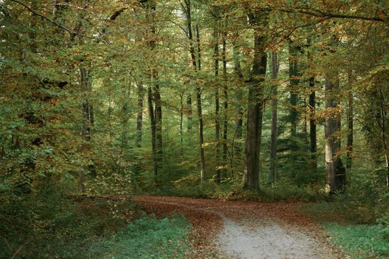 Forest Baeren Lake Near Stuttgart Germany Editorial Stock Photo - Stock ...