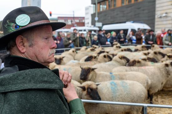 Rally Shepherds Under Slogan Save Sheep Editorial Stock Photo - Stock ...
