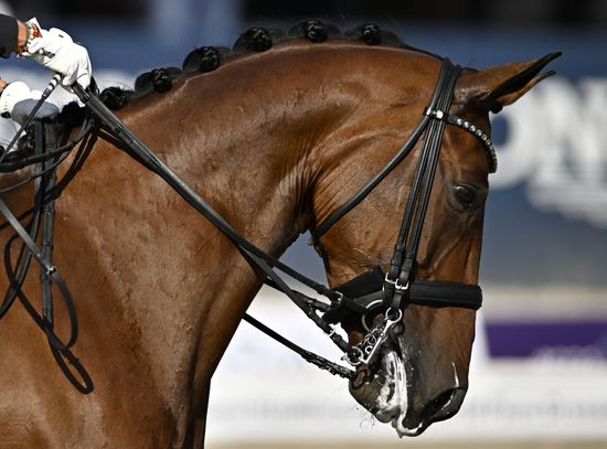 George Bel Riding Best 8 During Editorial Stock Photo - Stock Image ...