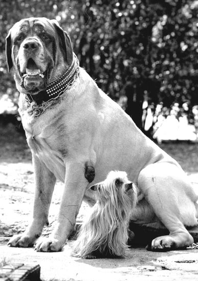 biggest dog in the world english mastiff