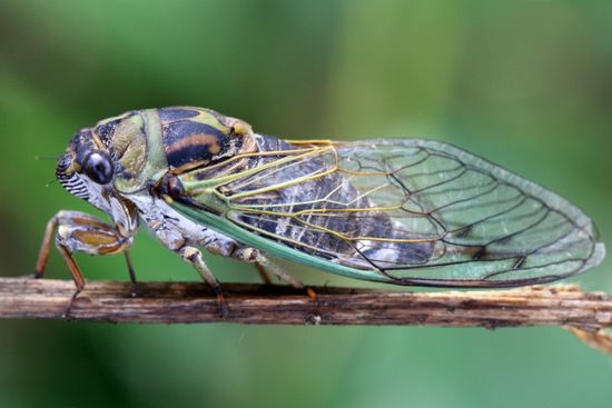 Dogday Cicada Tibicen Canicularis Toronto Ontario Editorial Stock Photo ...