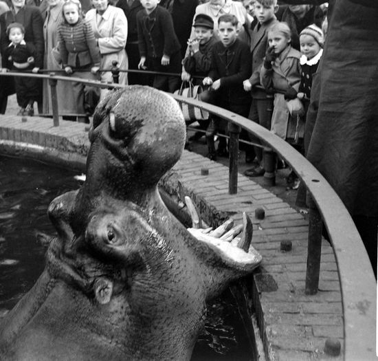 People Watching Hippo Berlin Germany March Editorial Stock Photo ...