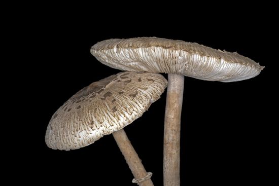 Parasol Giant Parasol Mushroom Macrolepiota Procera Editorial Stock ...