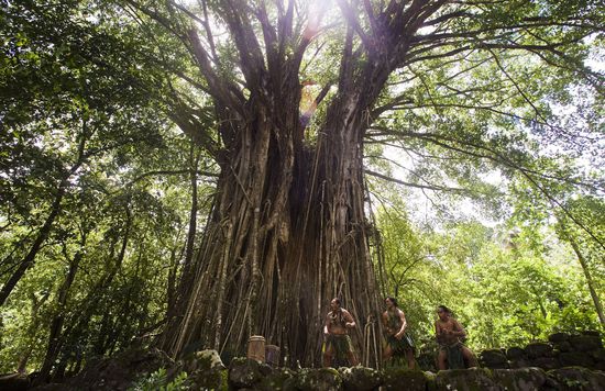 Dancers Sacred Banyan Tree Near Kamuihei Editorial Stock Photo - Stock ...
