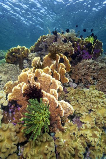 Intact Coral Reef Bennetts Feather Star Editorial Stock Photo - Stock ...